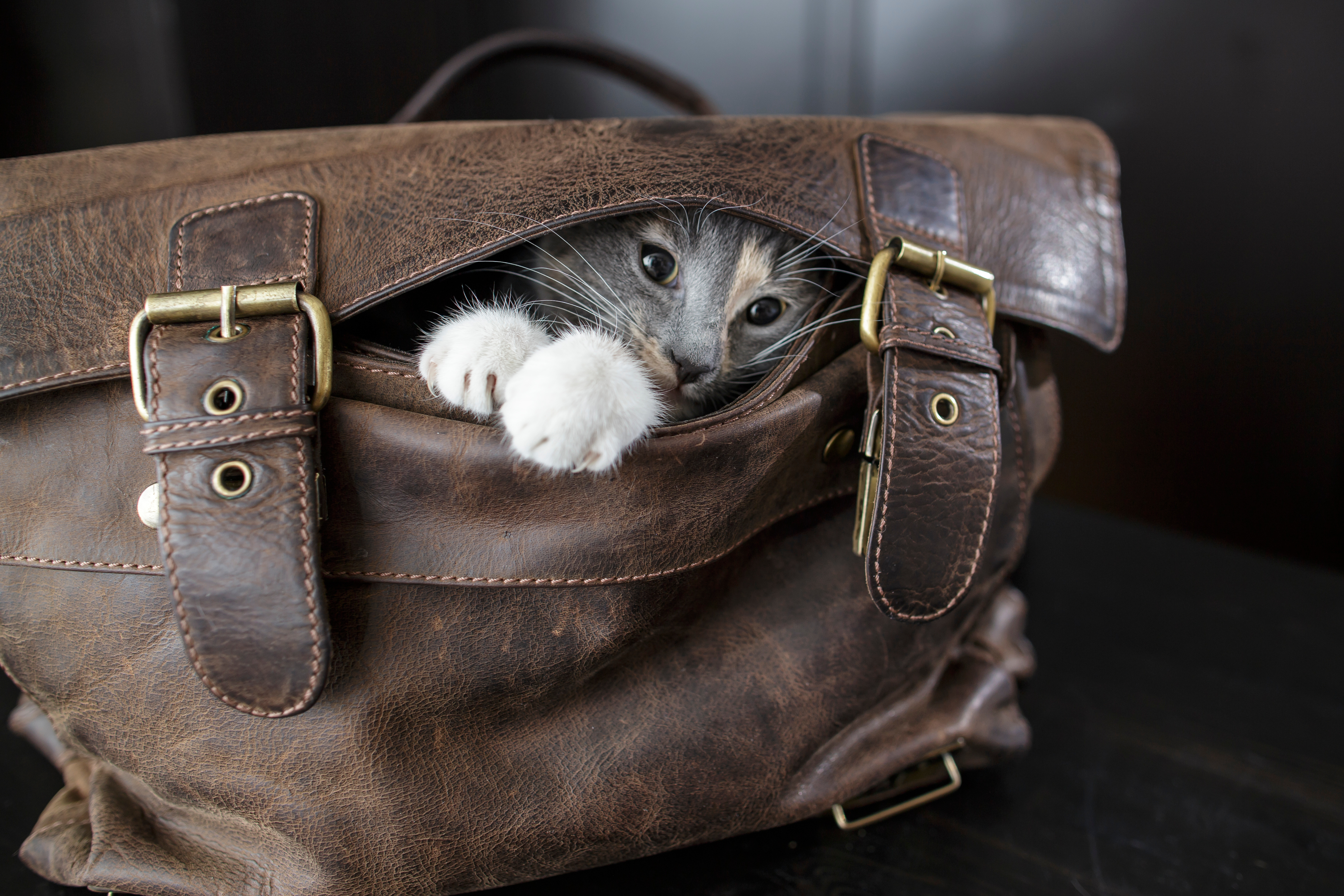 Cat out of the bag. Leather Cat Carrier. Аэропорт кожи кот. Let the Cat out of the Bag идиома.